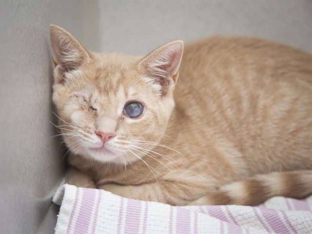 Cash - Domestic Short Hair