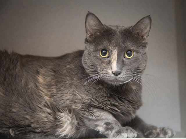 Ember - Domestic Short Hair