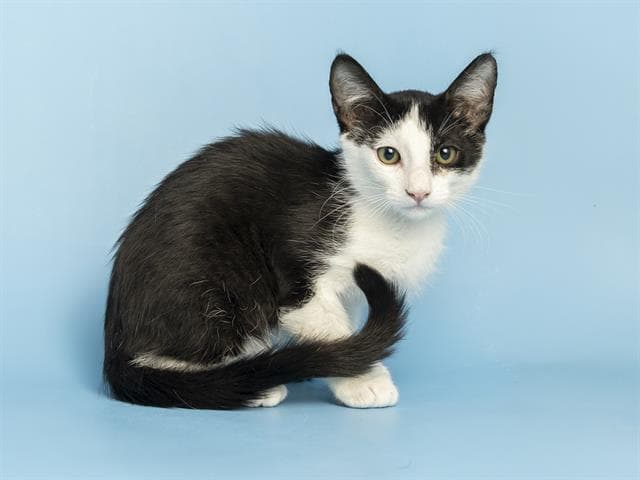 Winston - Domestic Short Hair