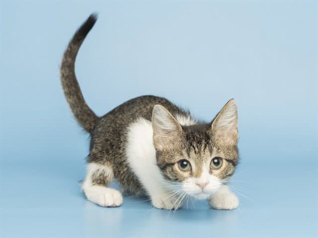 Lenny - Domestic Medium Hair
