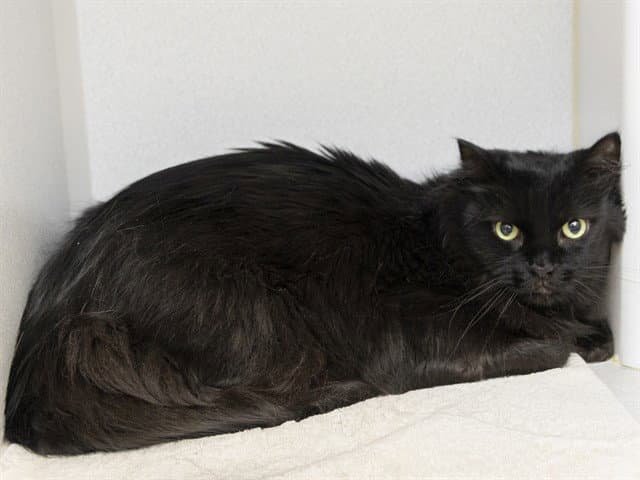 Raven - Domestic Long Hair