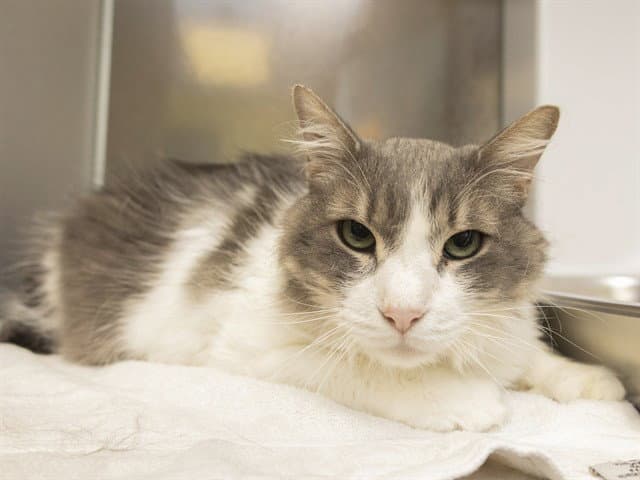 Bartholomew - Domestic Short Hair