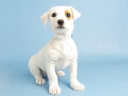 Lucy image 1