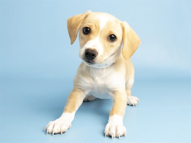 Tiger - Labrador Retriever