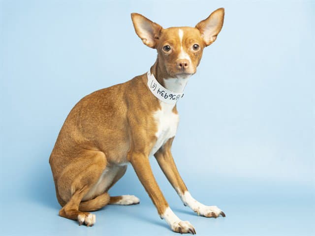 Flaca - Chihuahua