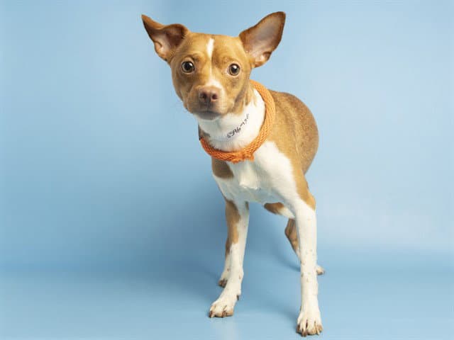 Junior - Chihuahua