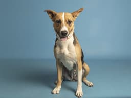 Shelby image 1