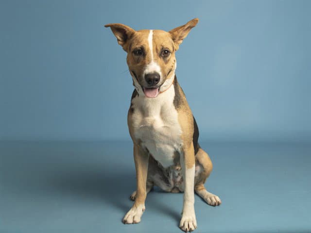 Shelby - American Pit Bull Terrier