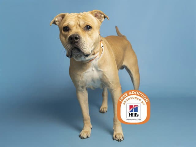Ozzy - American Pit Bull Terrier