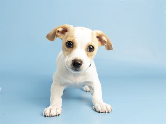 Motley - Labrador Retriever