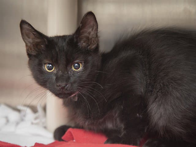 Marcellus - Domestic Medium Hair