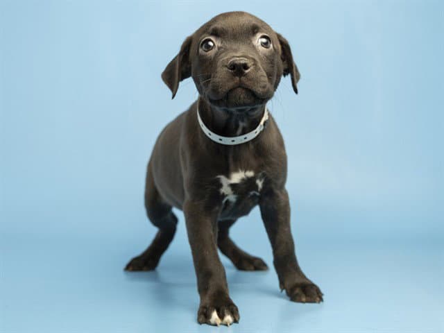Gypsy - American Pit Bull Terrier