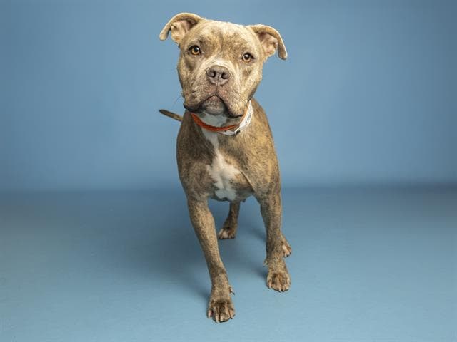 Cocoa - American Pit Bull Terrier