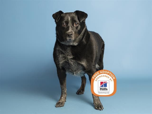 Zen - Australian Cattle Dog/Blue Heeler