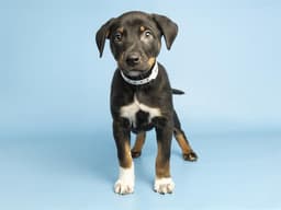 Roscoe image 1