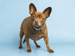 Coco image 1