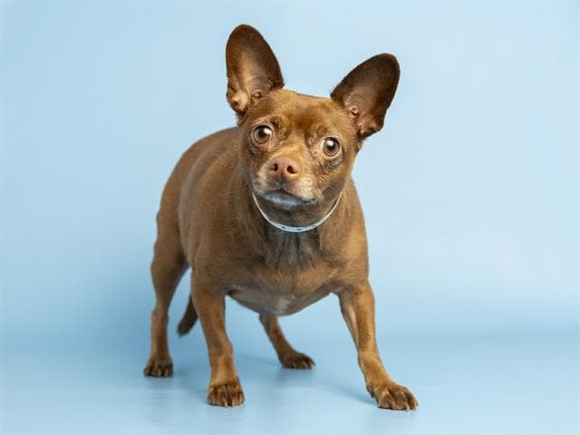 Coco - Chihuahua