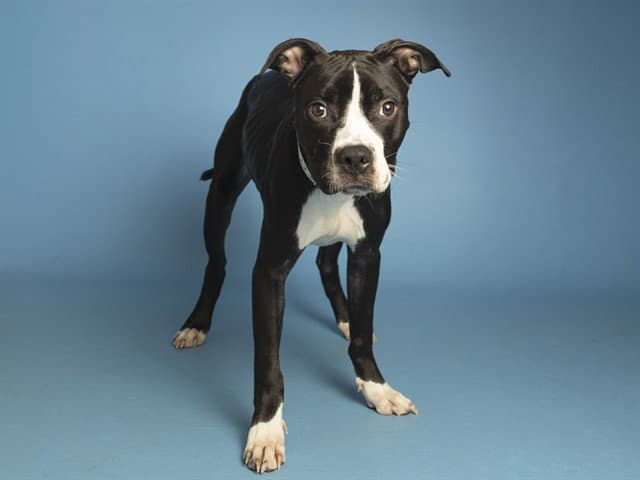 Oakley - American Pit Bull Terrier