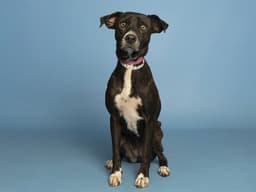 Betty image 1