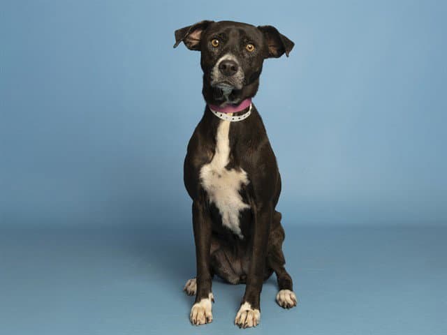 Betty - American Pit Bull Terrier