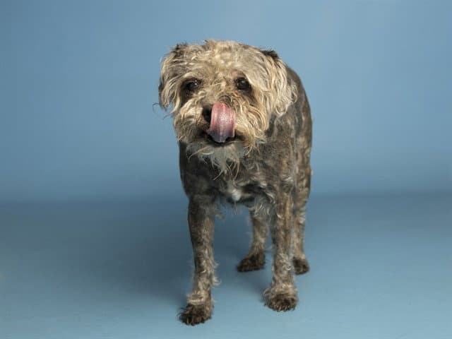 Praline - Poodle (Miniature)