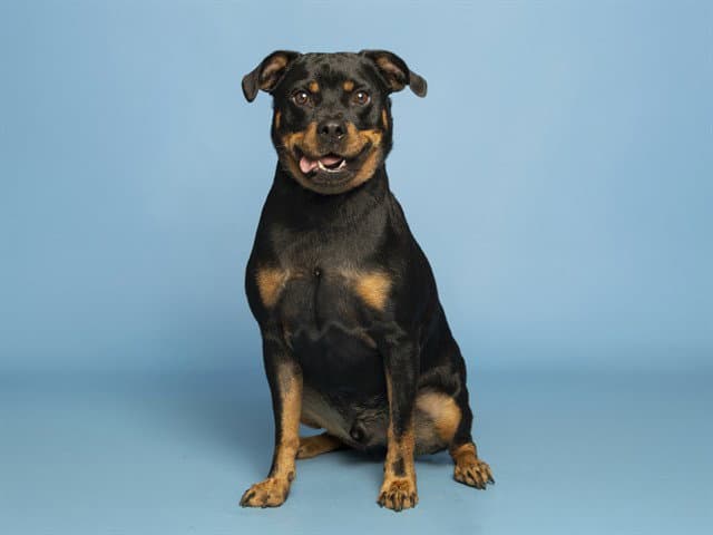 Truman - Rottweiler