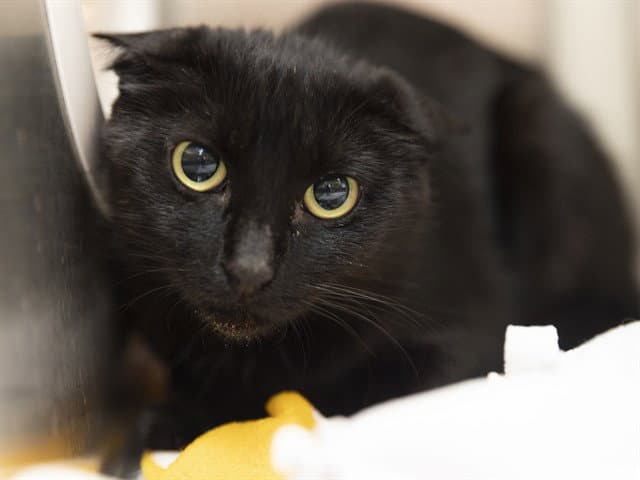 Pinkie - Domestic Short Hair