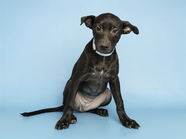 Tiffany - Labrador Retriever