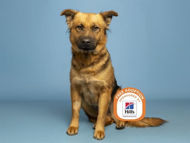 Henley - German Shepherd Dog