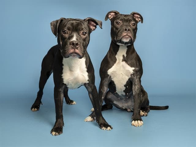 Milk - American Pit Bull Terrier