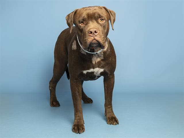 Benito - Bullmastiff