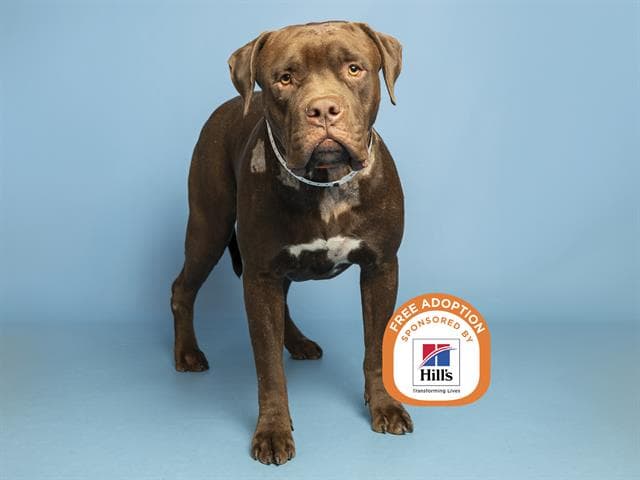 Benito - Bullmastiff