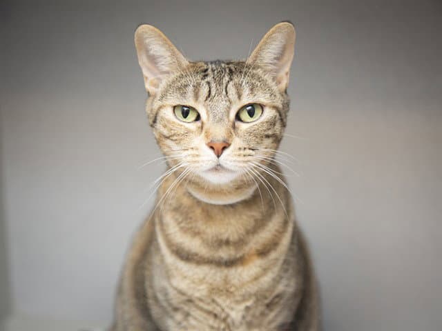Sunny - Domestic Short Hair