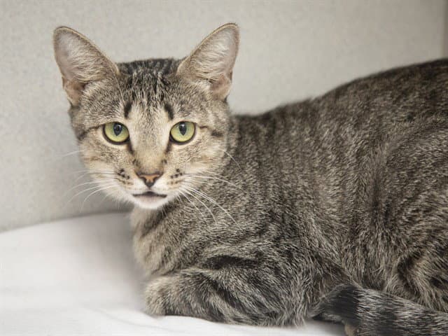 Tiggerdo - Domestic Short Hair