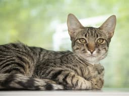 Sammy image 1