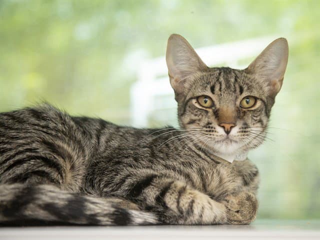 Sammy - Domestic Short Hair