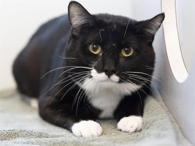 Bug - Domestic Short Hair