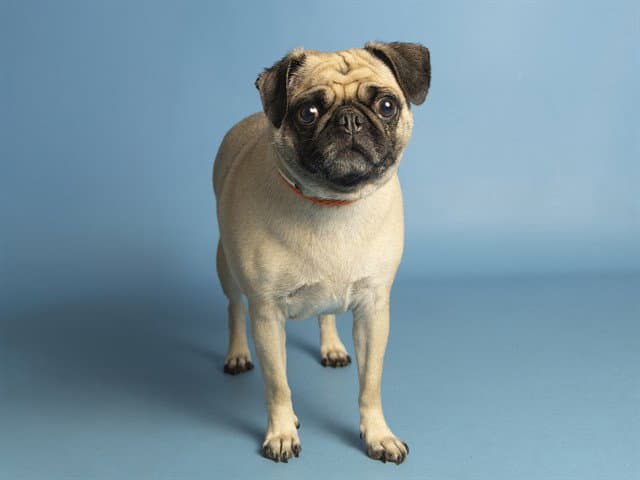 Pumpkin - Pug