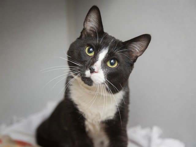 Mouse - Domestic Short Hair