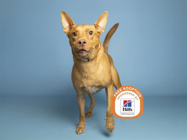 Benzi - American Pit Bull Terrier