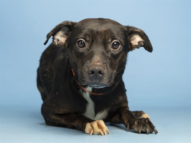 Patches - American Pit Bull Terrier