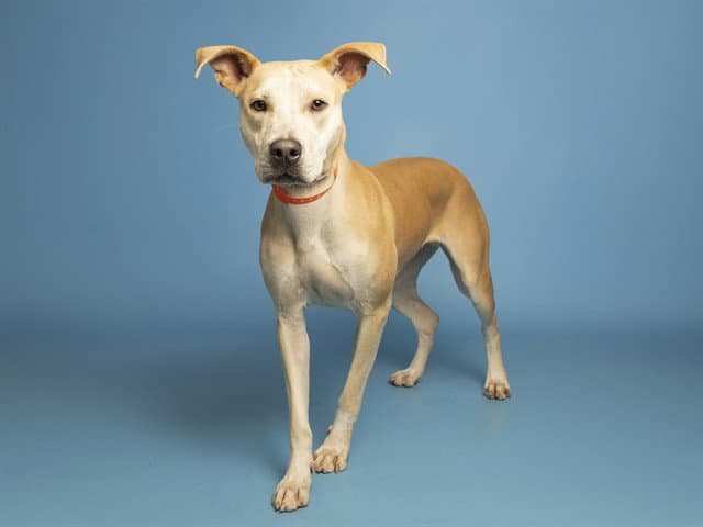 Brulee - American Pit Bull Terrier