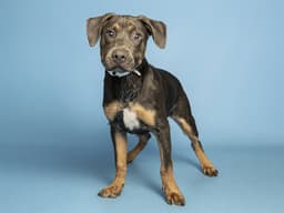 Rex image 1