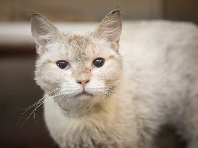 Daisy - Domestic Short Hair