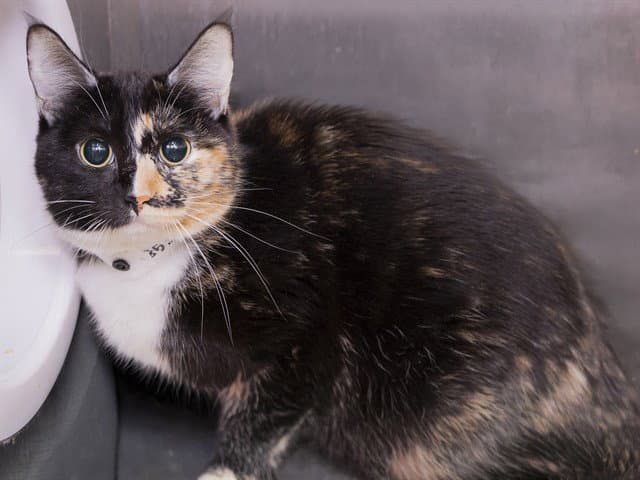 Nala - Domestic Short Hair