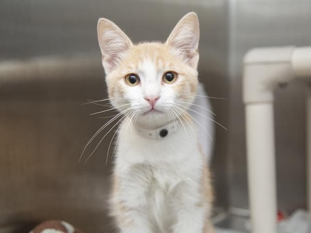 Shurlu - Domestic Short Hair