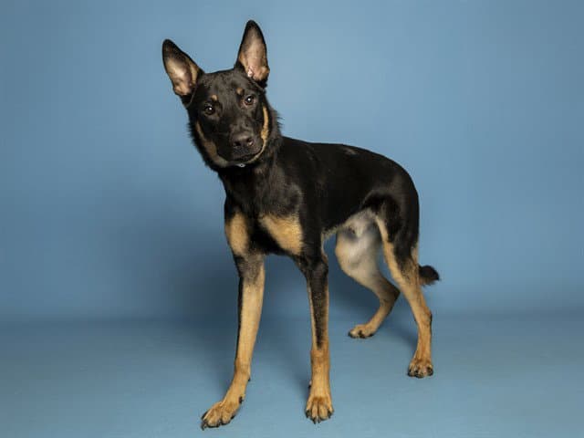 Granger - Belgian Shepherd Malinois