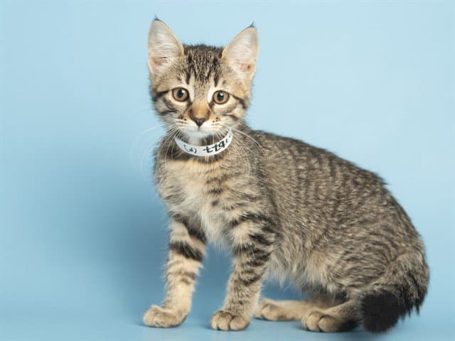 Sparkle - Domestic Short Hair