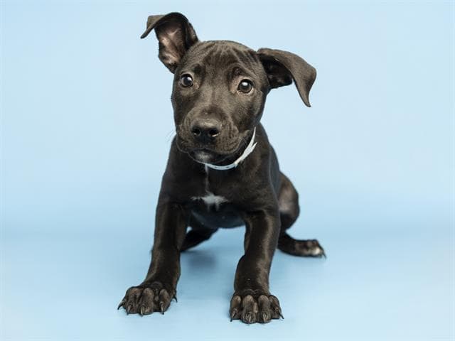 Tulip - American Pit Bull Terrier