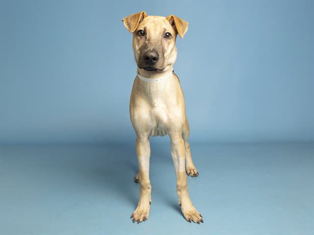 Blitz - Chinese Shar-Pei